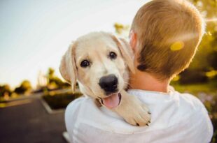 Cane in vacanza, dove andare